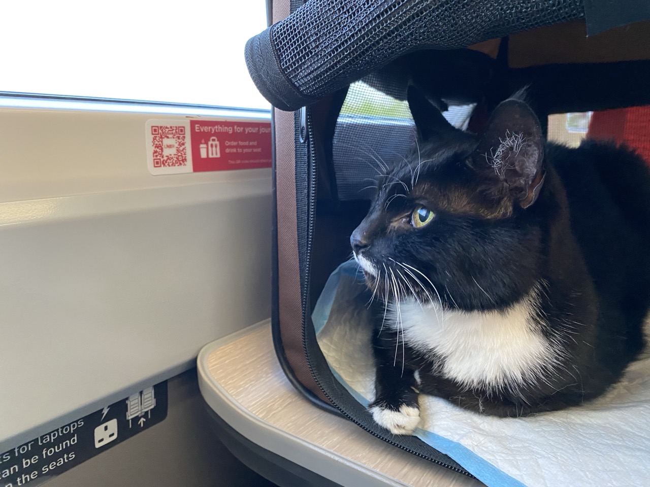 A black and white cat in a carrier looking out the window of the train, pensively.