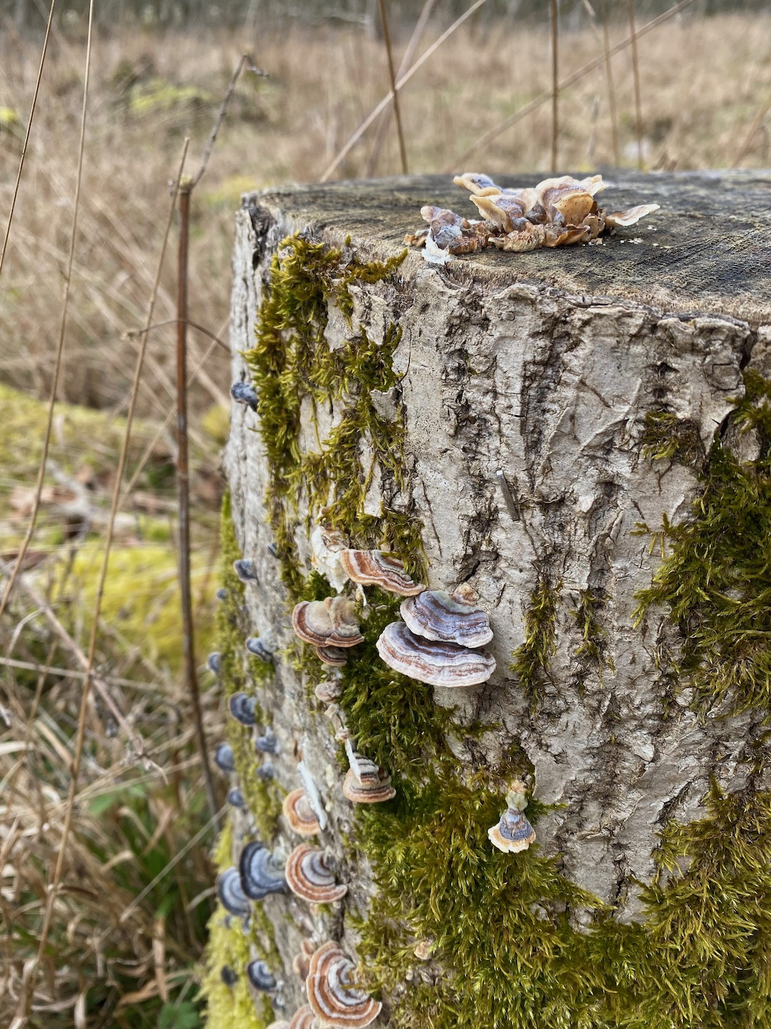 Turkey Tails