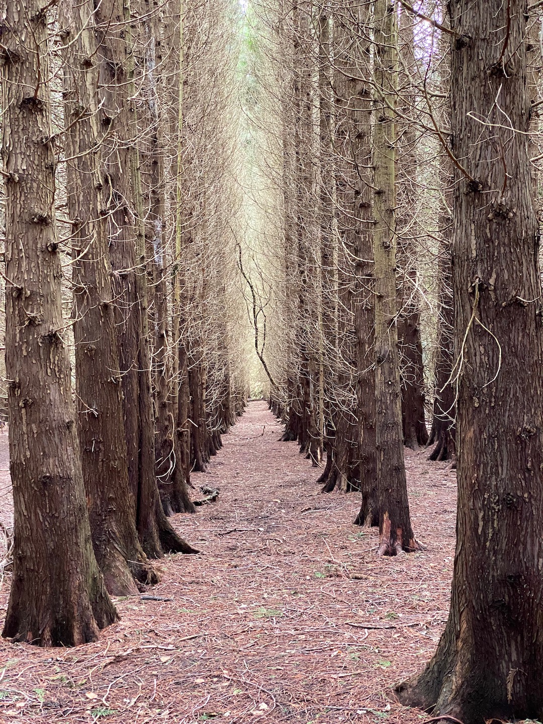 Red cypress trees