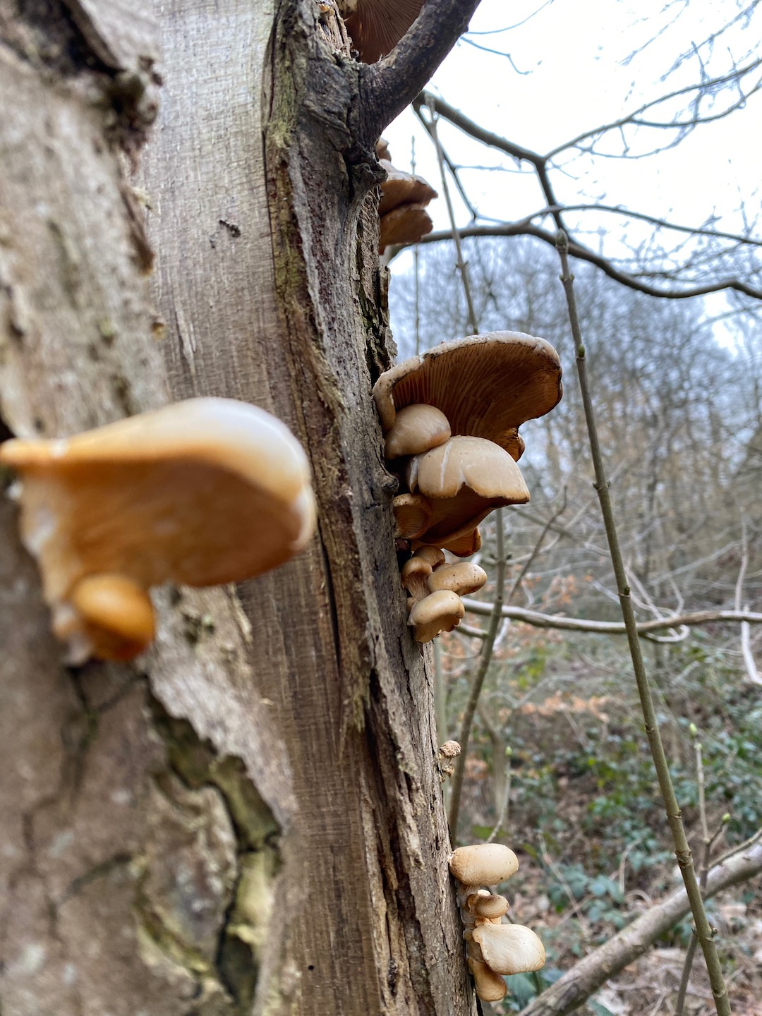 Oyster mushrooms