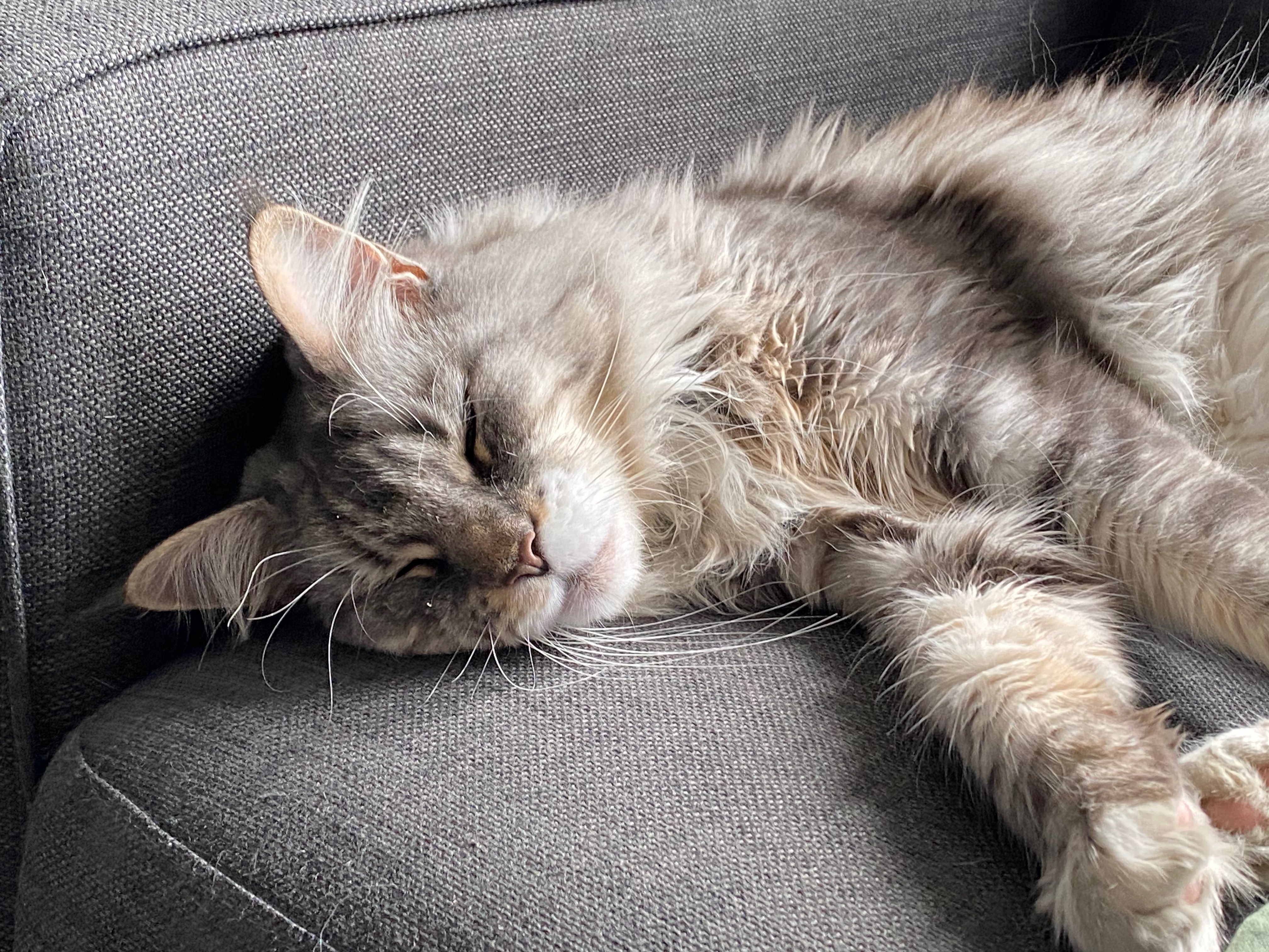 My cat, Rye, asleep on a sofa.