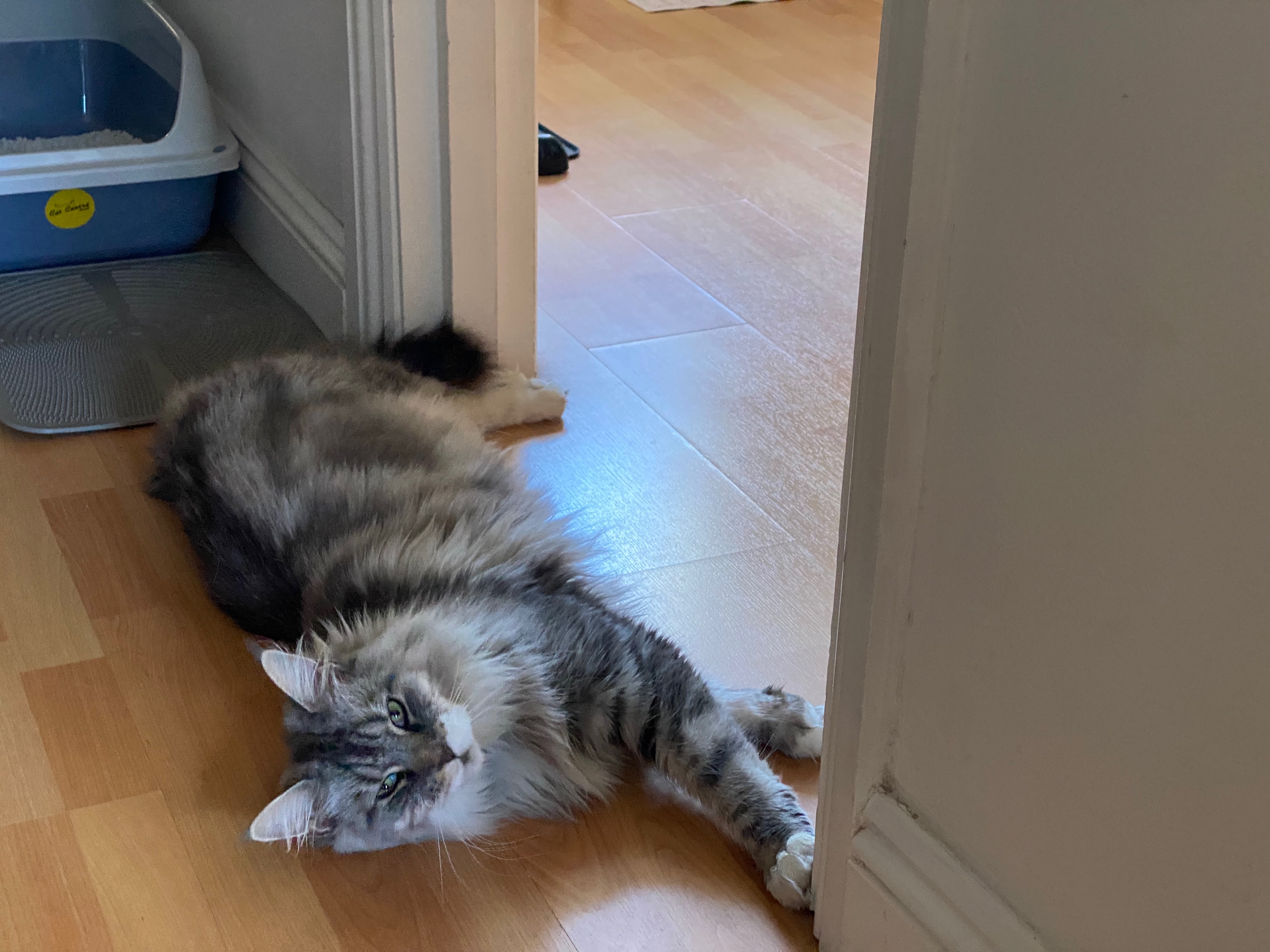 Rye, lying in front of the kitchen door. She looks like a giant draft excluder.