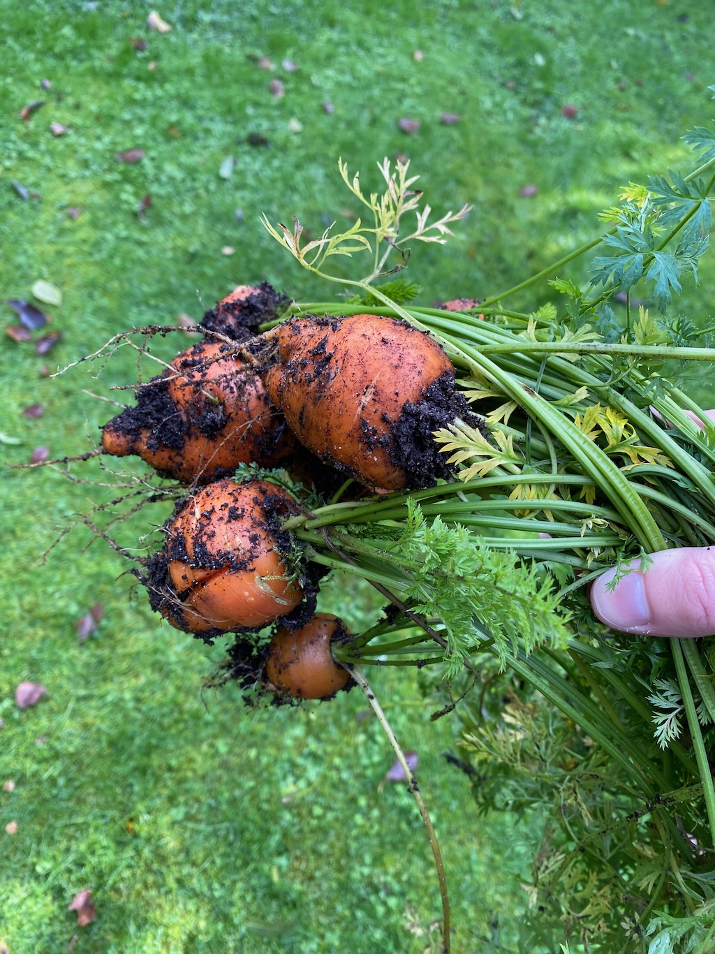 A handful of chonky carrots. They are muddy cos I just pulled them up.