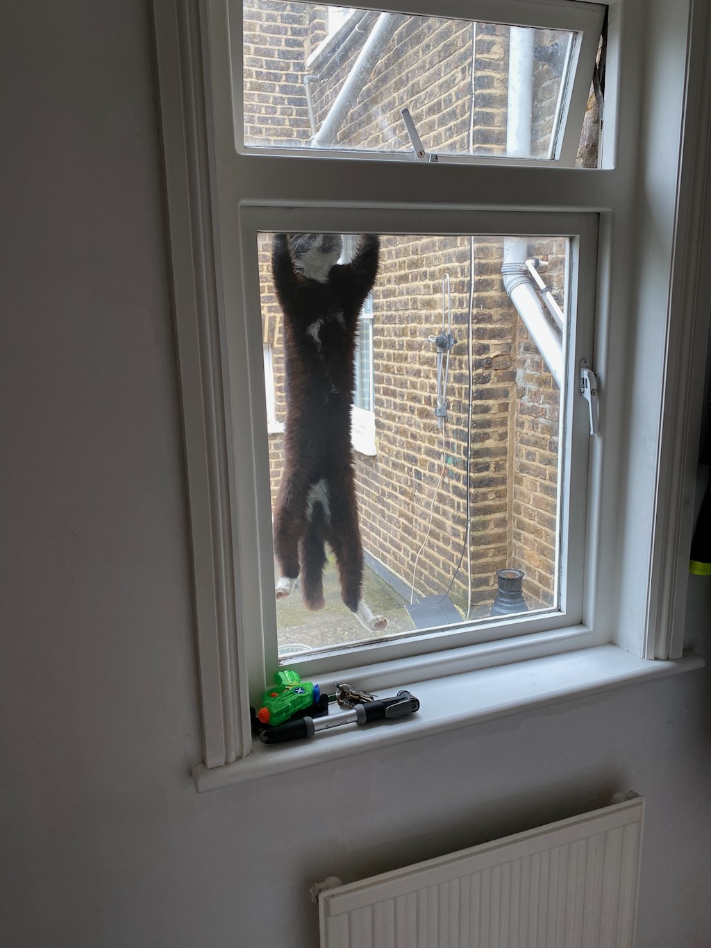 A cat hanging from our window, trying to get in