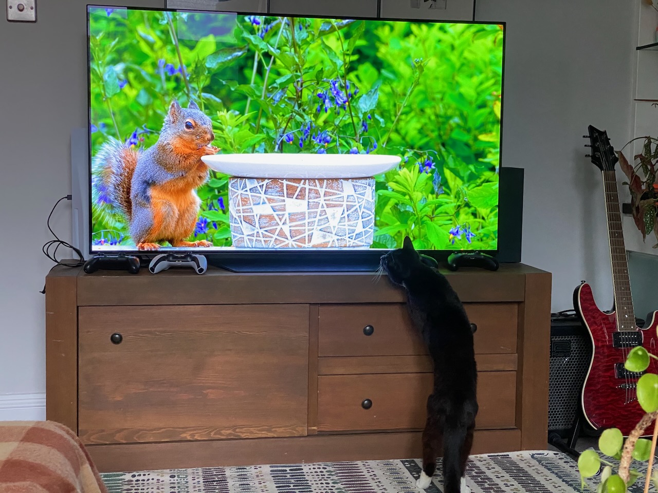 A black cat watching a squirrel on a TV, right before whacking it with her paw.