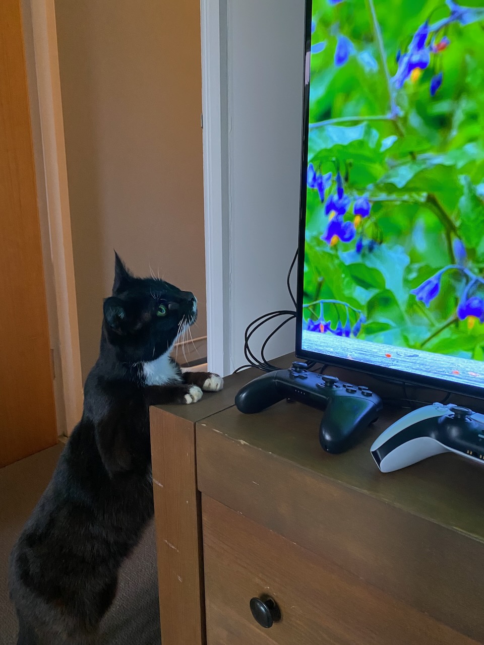 She's got her paws up on the TV table, staring at the screen in awe.