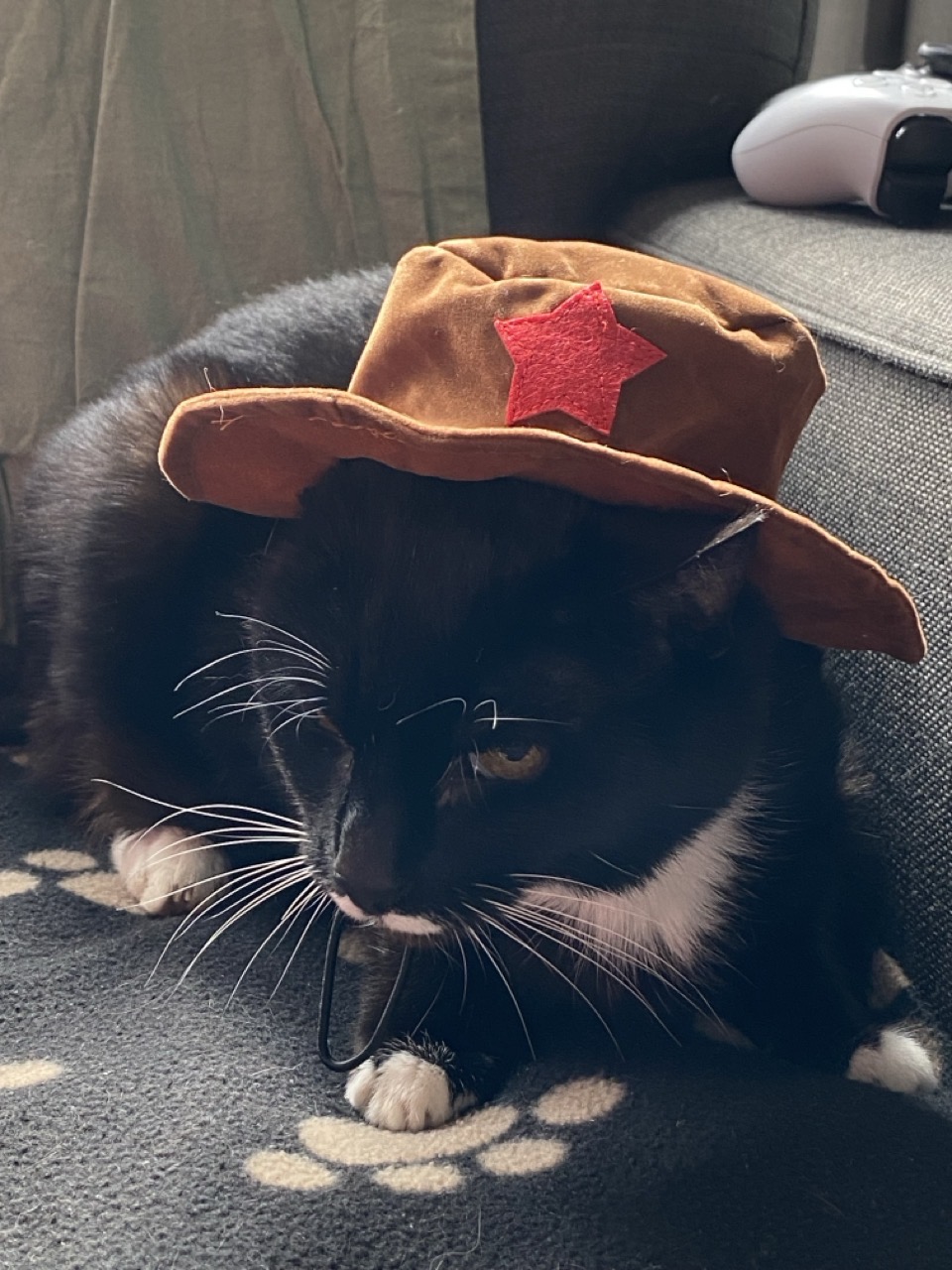 A cat wearing a cowboy hat. She looks distinctly unimpressed.