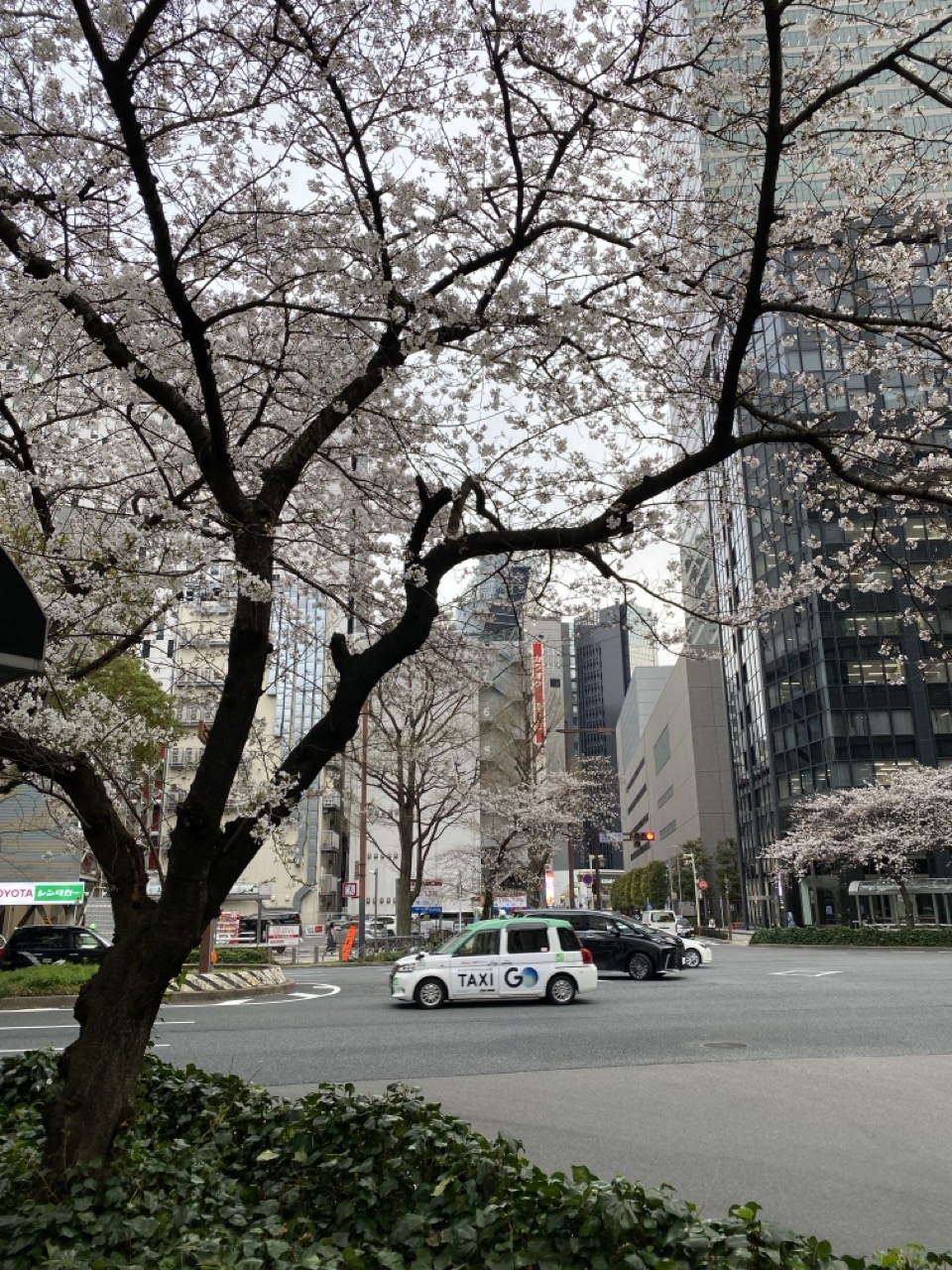 A picture of the cherry blossoms on a street in Nagoya.