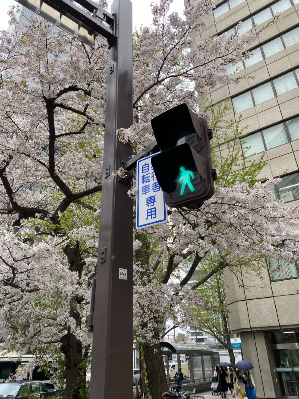 A green light at a crosswalk in Nagoya, with sakura in the background