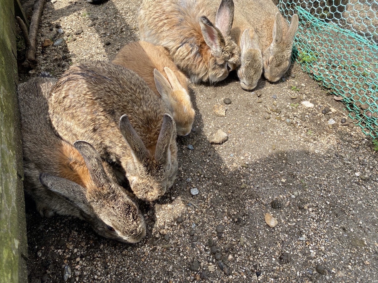 Some rabbits munching on the food we gave them.