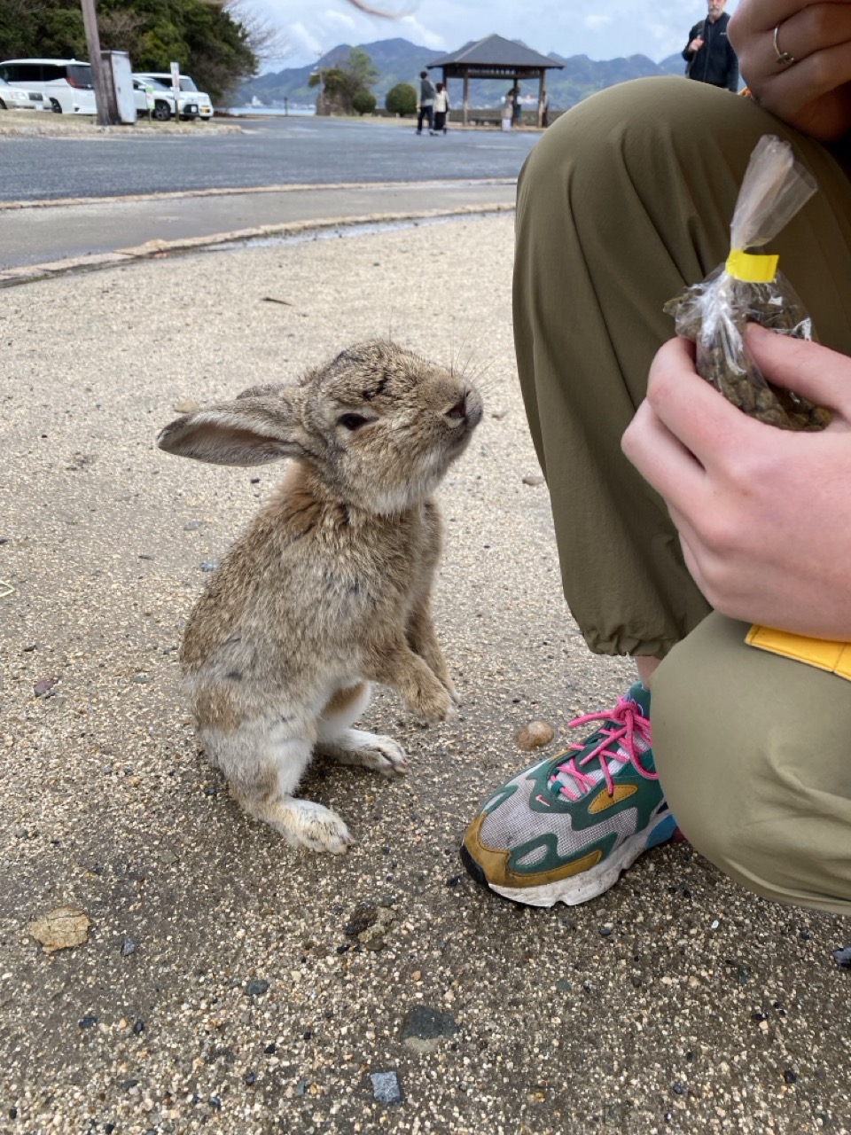 A friendly rabbit being polite