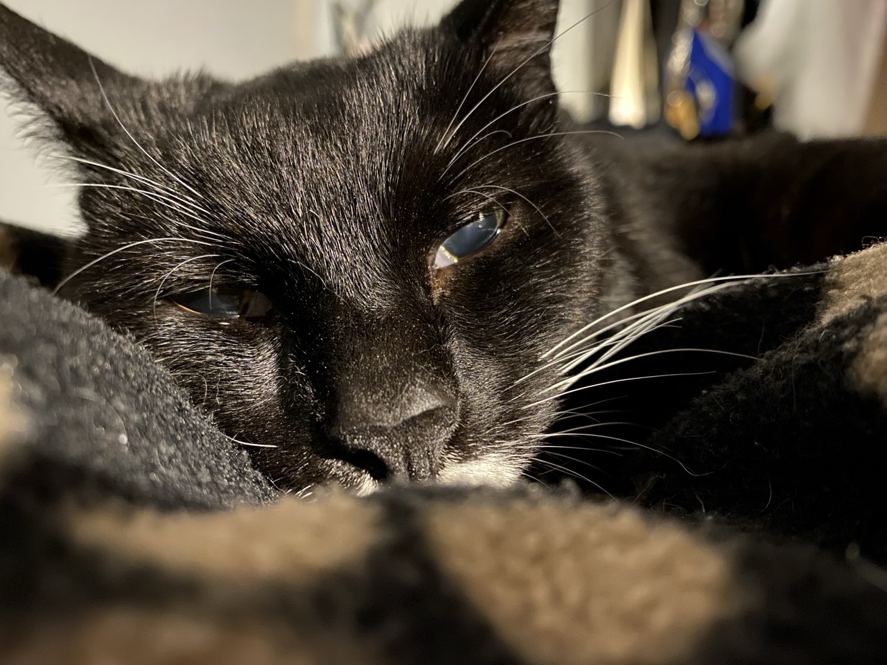 A black cat with a white moustache lying with her face squished into a blanket looking mildly furious to be woken