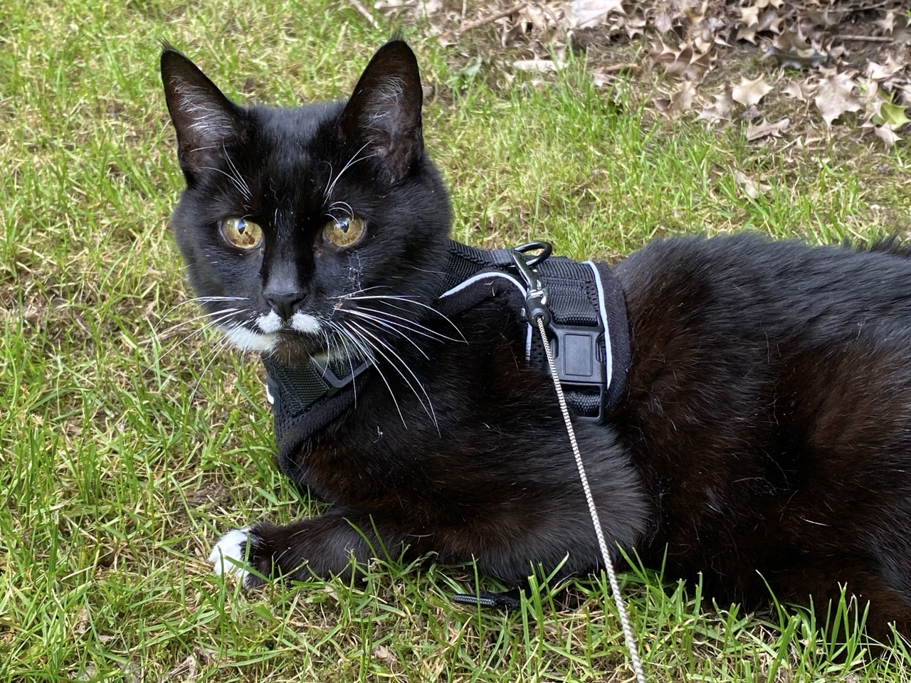 A black and white cat sitting on some grass, wearing a harness and lead