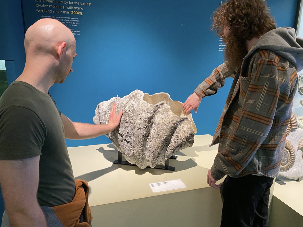 Big clam, very large.