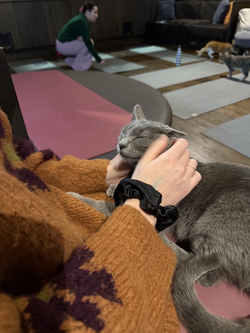 Lucy giving face scritches to a little grey cat. We called her Yarrow.