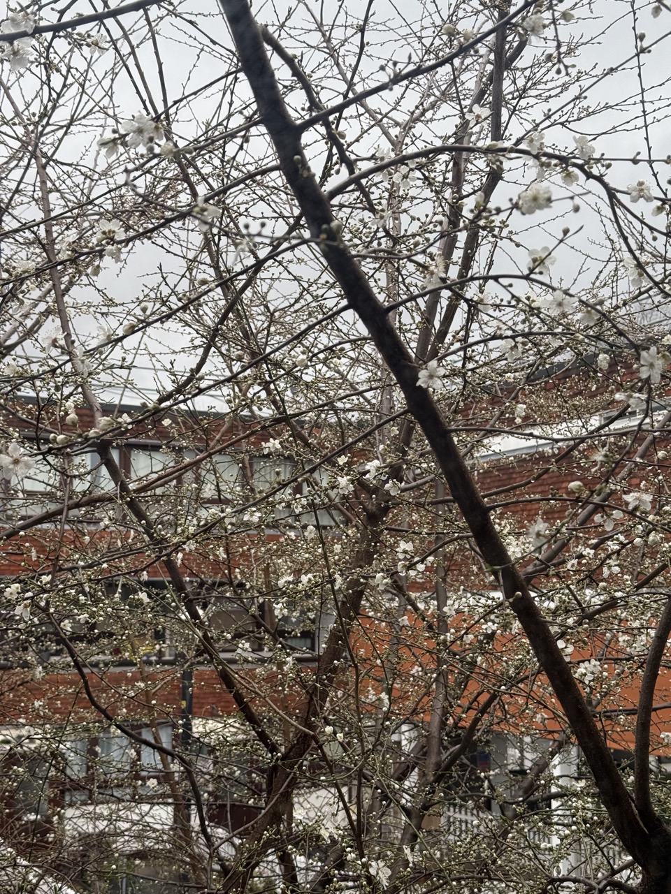 White blossoms on a mostly bare tree with a grey sky and buildings in the background.