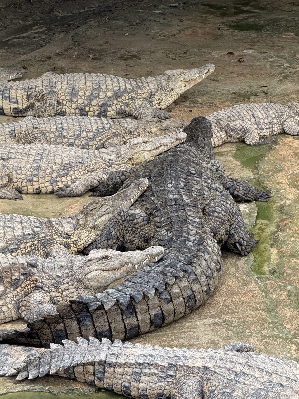 Loads of crocodiles. Several of them are resting their heads on a big darker coloured one. I think he’s their dad