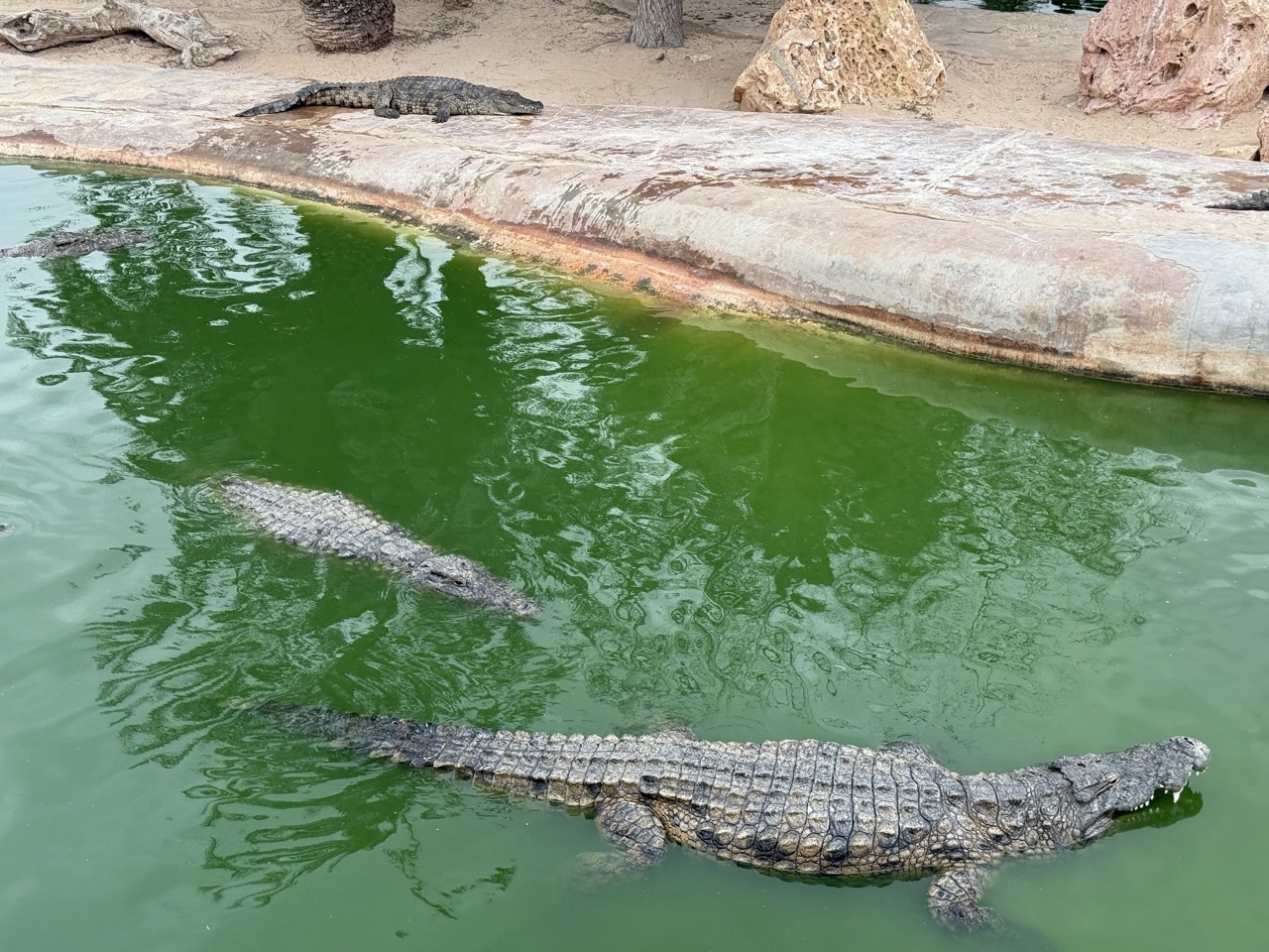 Two crocs swimming. The photos don’t really capture how big these guys are. Just really enormous lads.