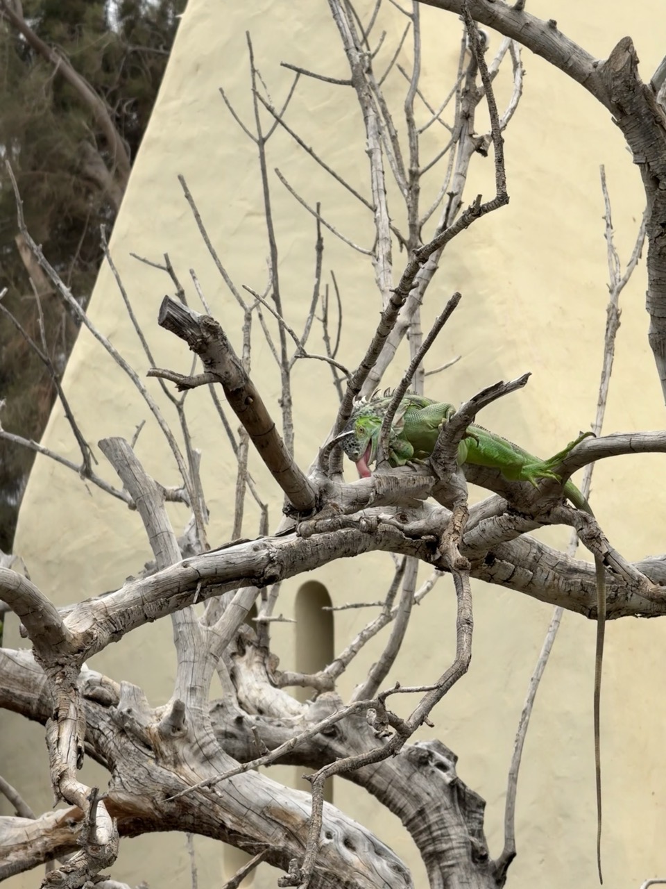An iguana going mlem and licking a tree. I don’t know why.