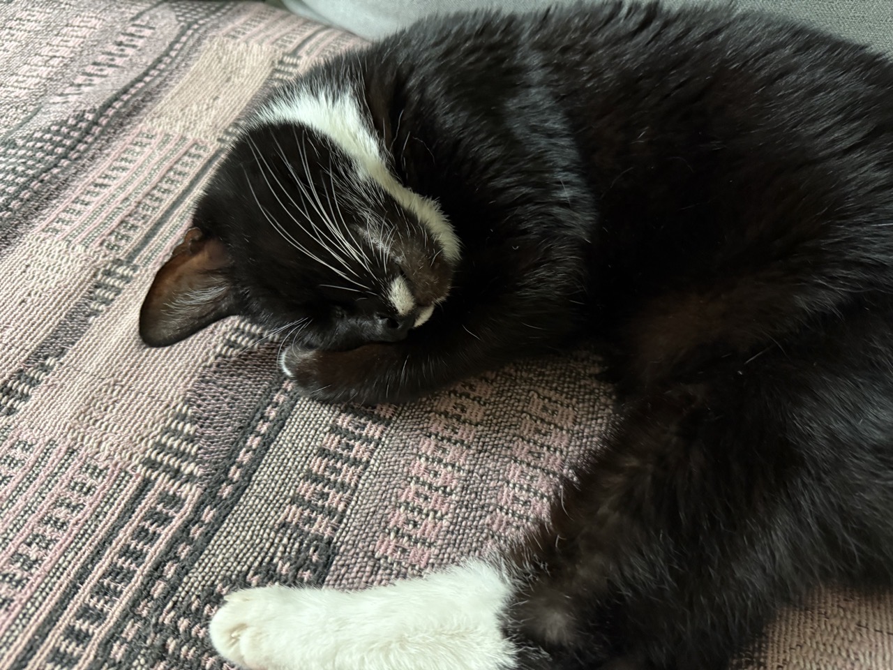 Little cat cuddled up with her wee head on her wee hands