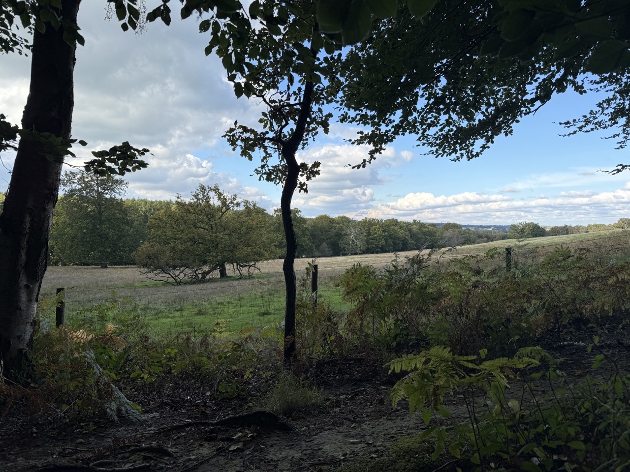 Peeking out to the fields from the woods