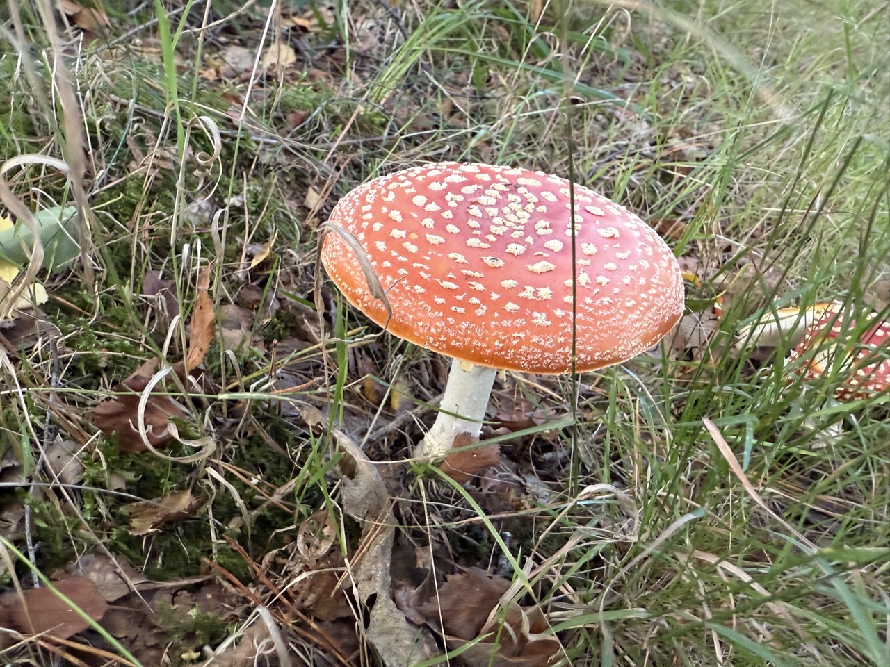 Fly Agaric