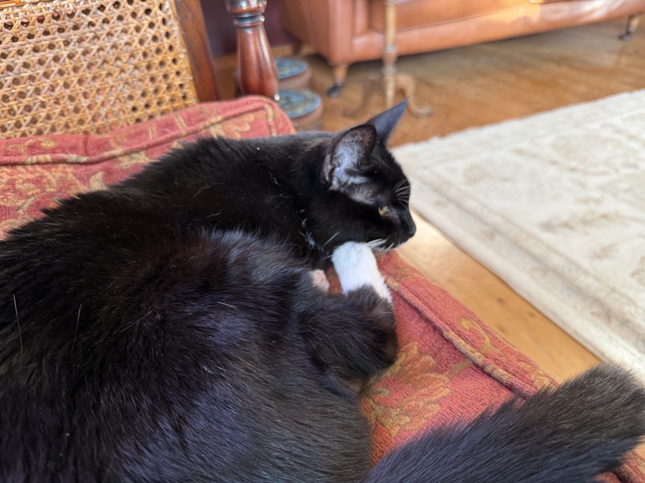 A black and white cat on a red sofa giving some real side eye