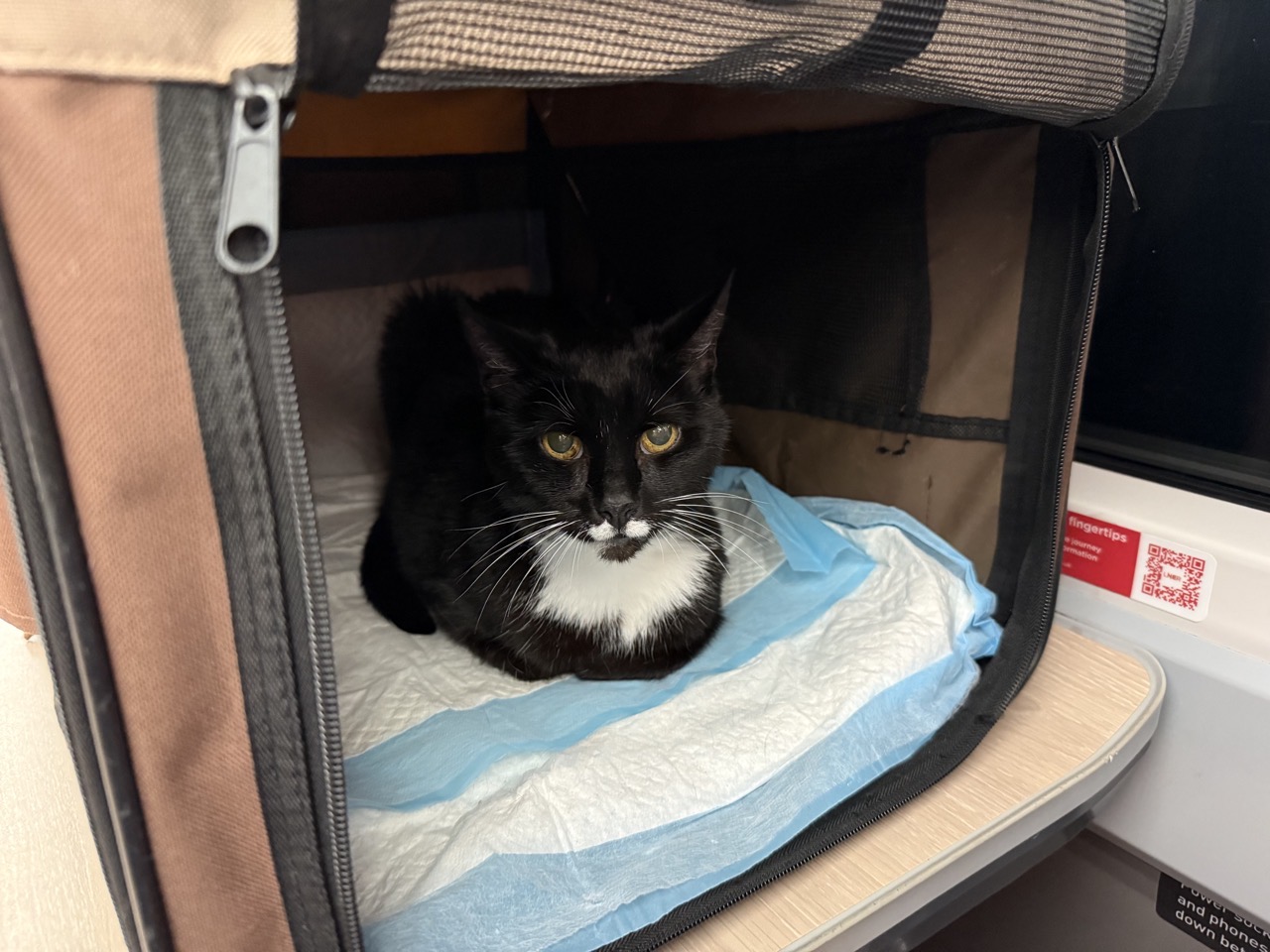 A black and white cat with big yellow eyes in a cat carrier on a train