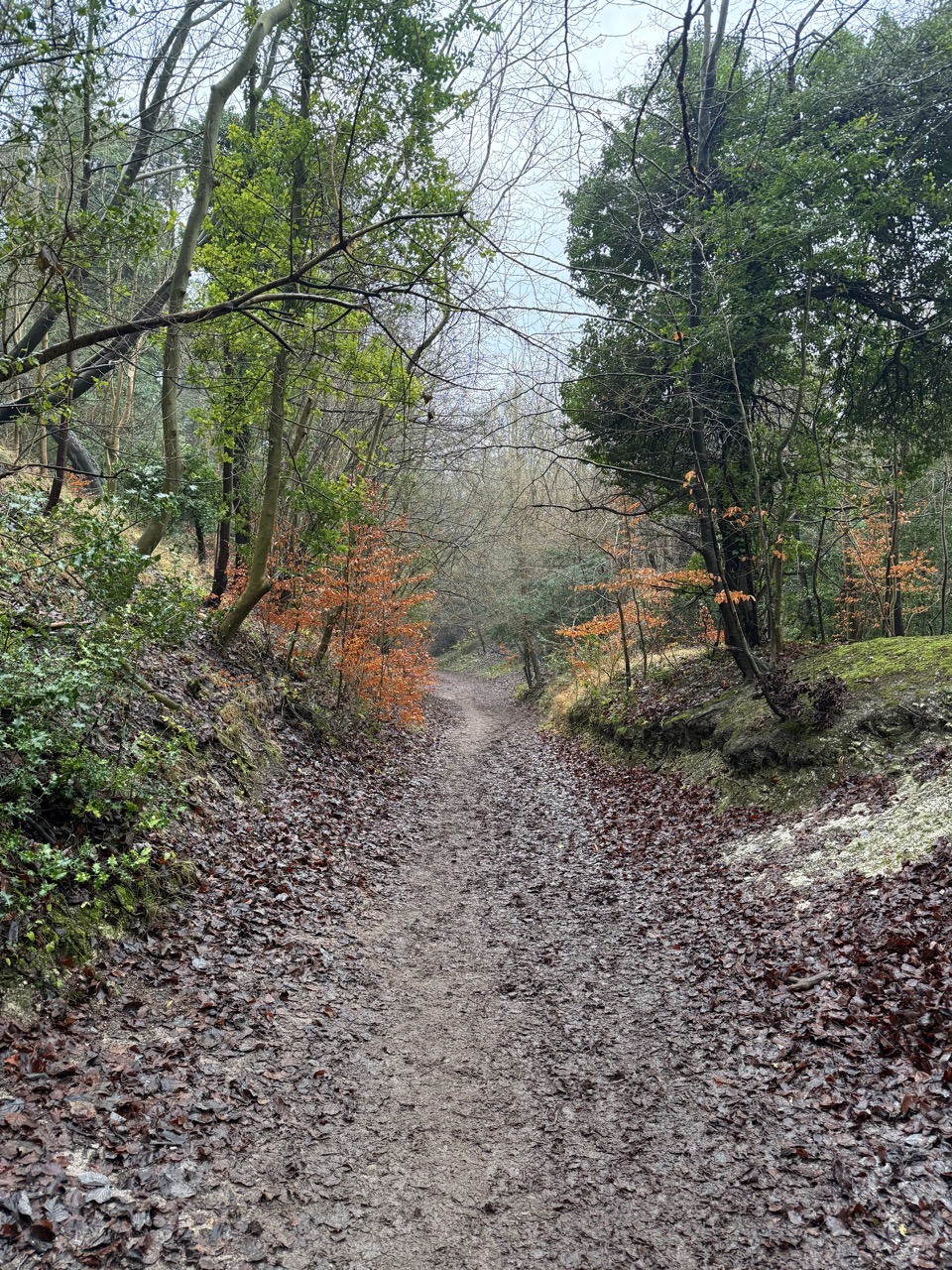 Still some lovely autumn colours for January